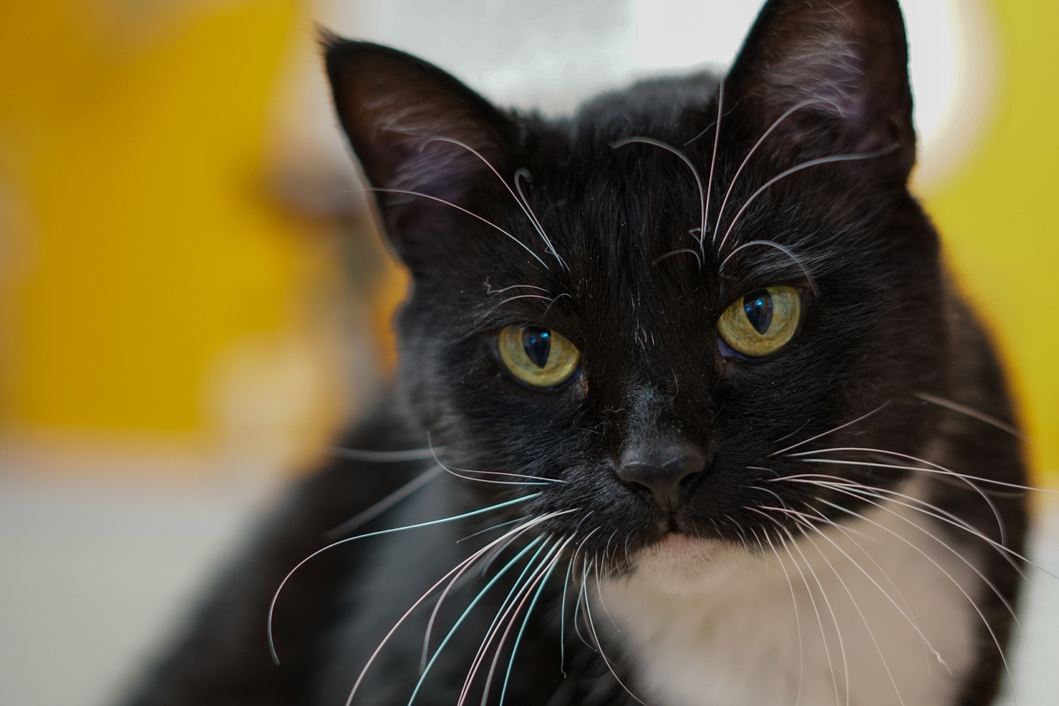 Chattanooga Cat & Pet Boarding Labby Lane Kennel