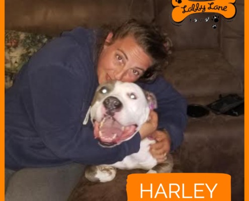 Labby Lane Fosters Harley