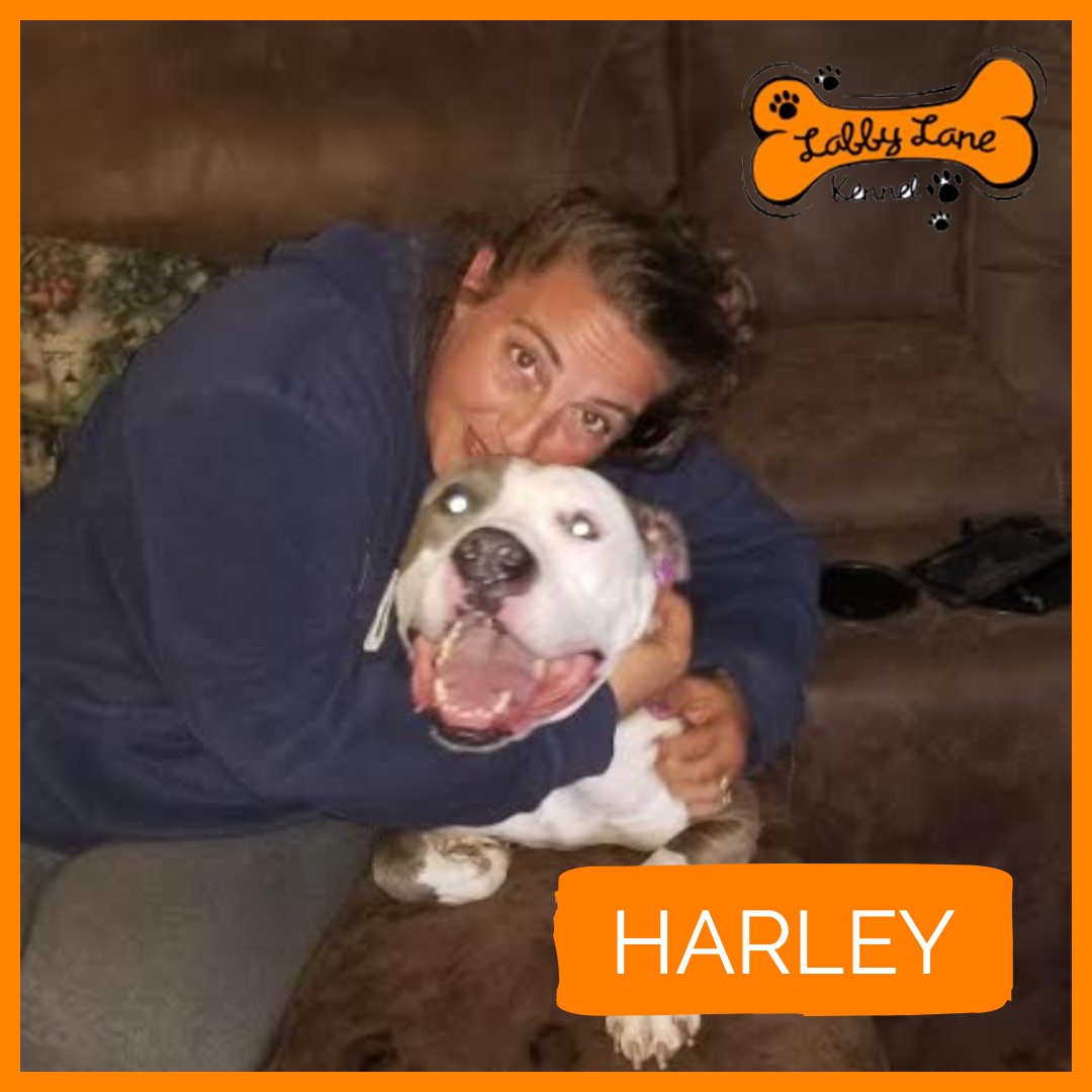 Labby Lane Fosters Harley