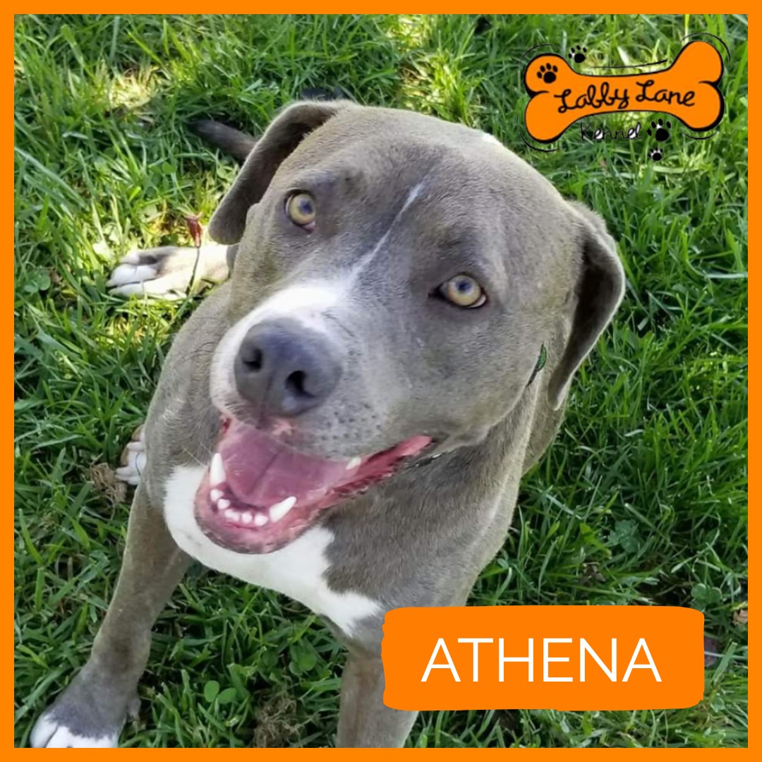 Labby Lane Heros - Athena