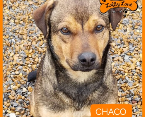 Labby Lane Heros - Chaco