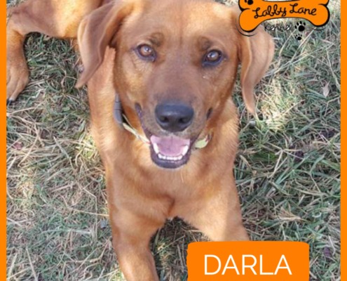 Labby Lane Heros - Darla