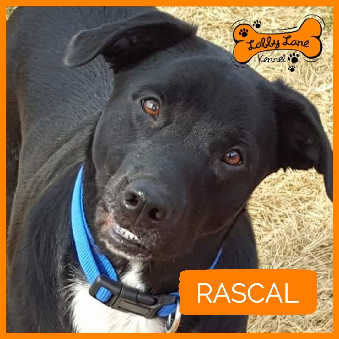 Labby Lane Heros - Rascal