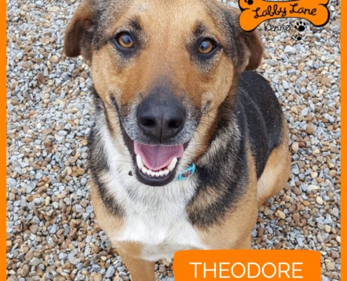 Labby Lane Heros - Theodore