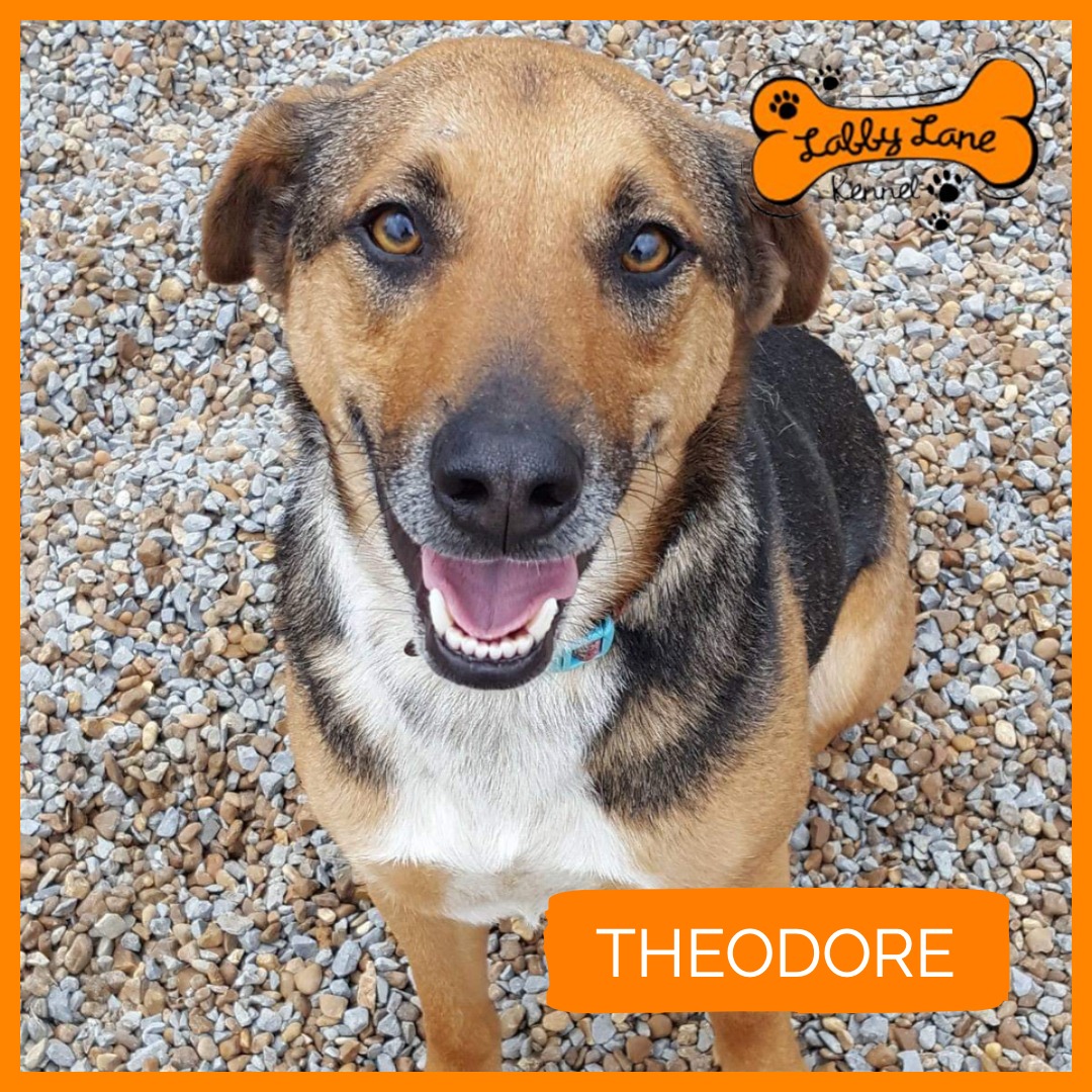 Labby Lane Heros - Theodore