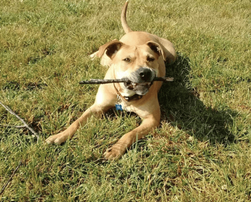 Labby Lane Kennels of Chattanooga Campers