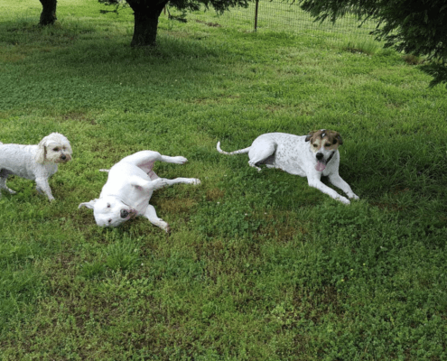 Labby Lane Kennels of Chattanooga Campers