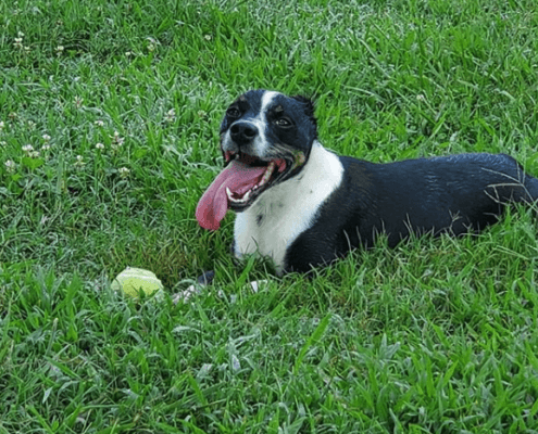 Labby Lane Kennels of Chattanooga Campers