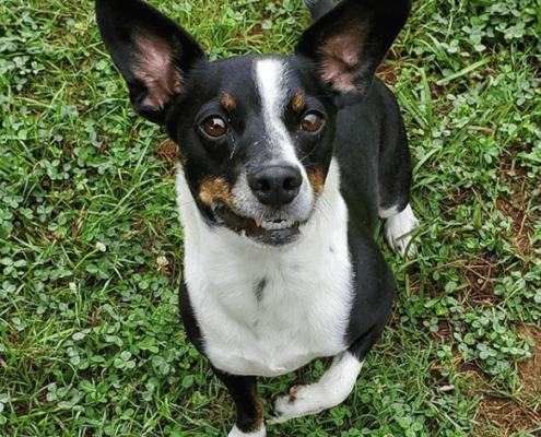 Labby Lane Kennels of Chattanooga Campers