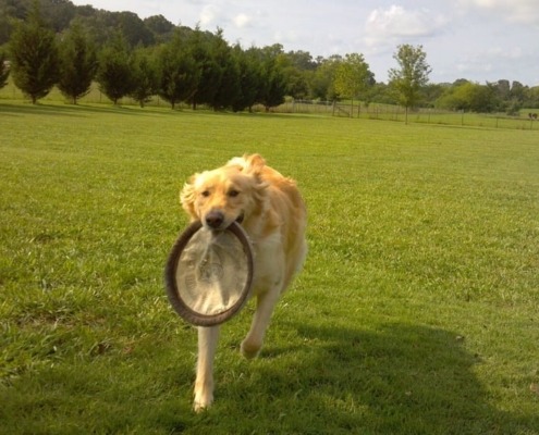 Labby Lane Kennels of Chattanooga Campers