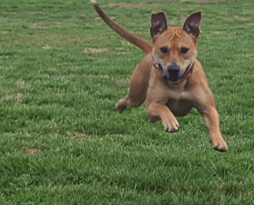 Labby Lane Kennels of Chattanooga Campers