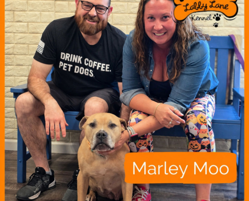 Labby Lane Fosters MarleyMoo